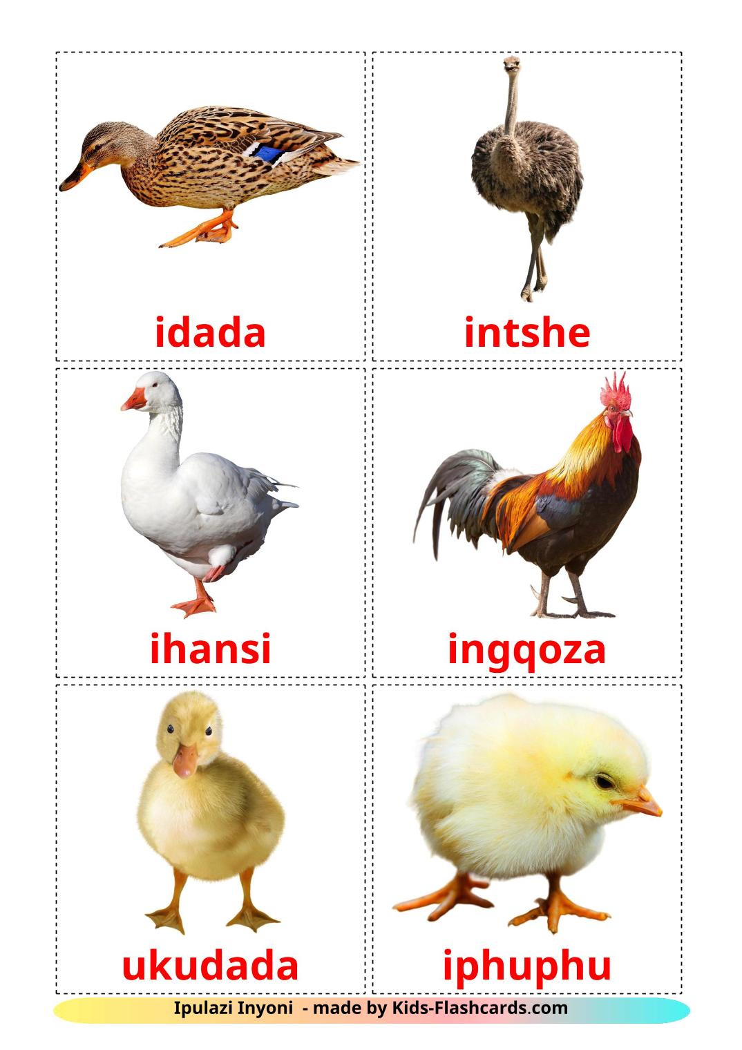 Farm birds - 11 Free Printable zulu Flashcards 