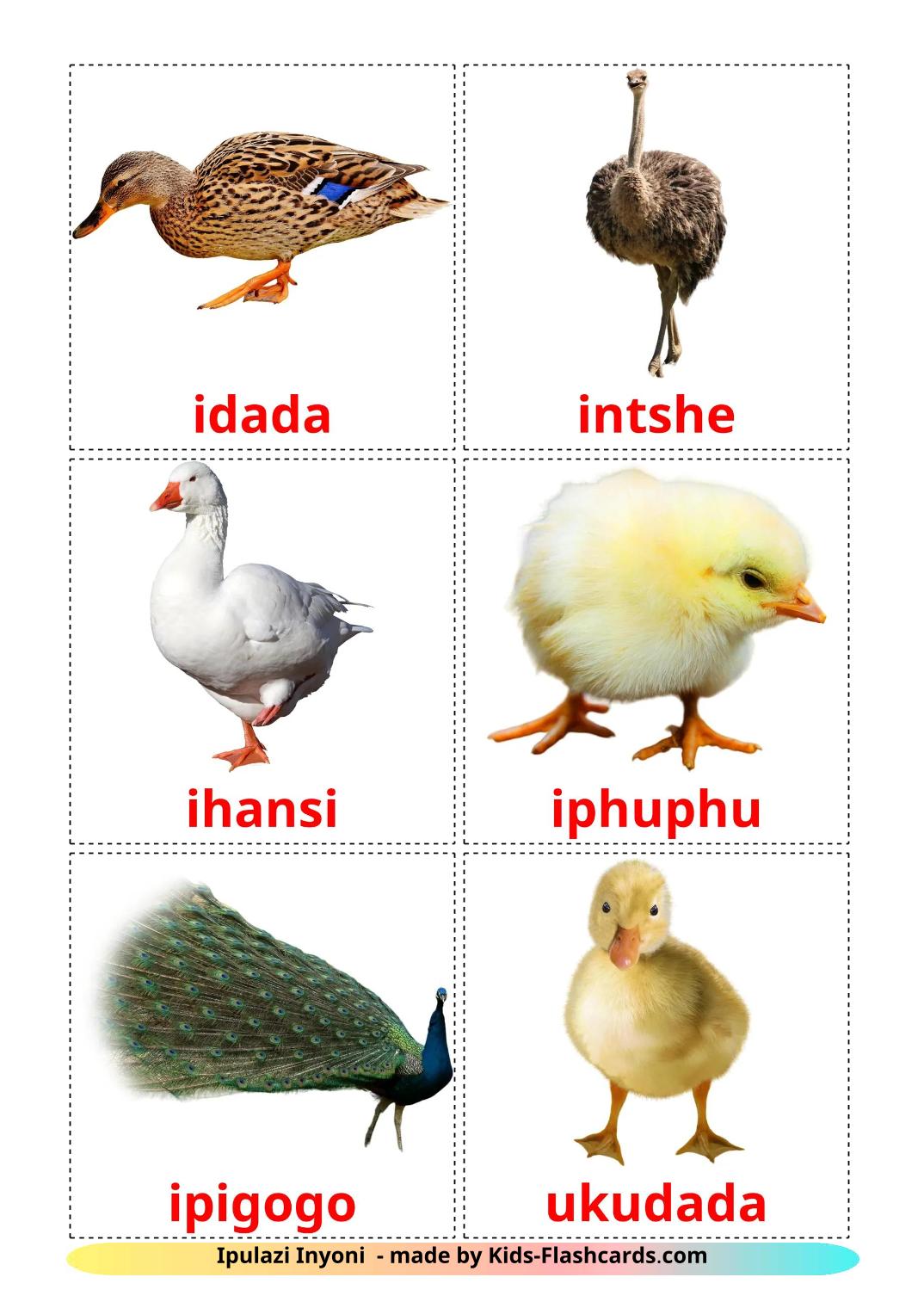 Farm birds - 12 Free Printable zulu Flashcards 