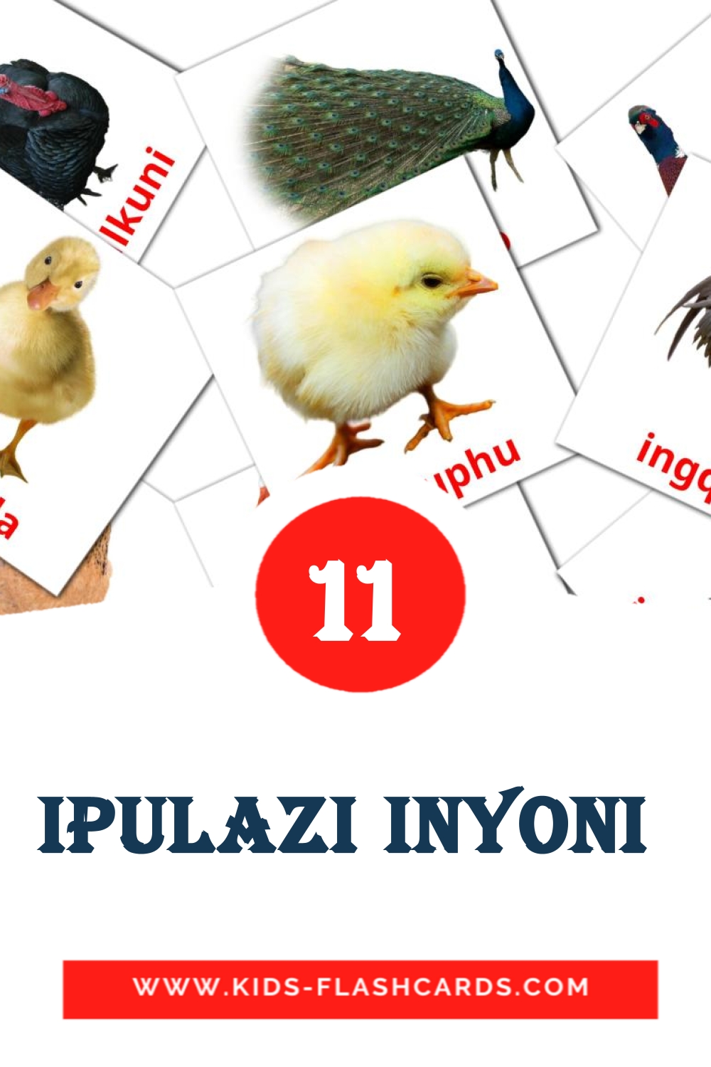 11 cartes illustrées de Ipulazi Inyoni  pour la maternelle en zoulou