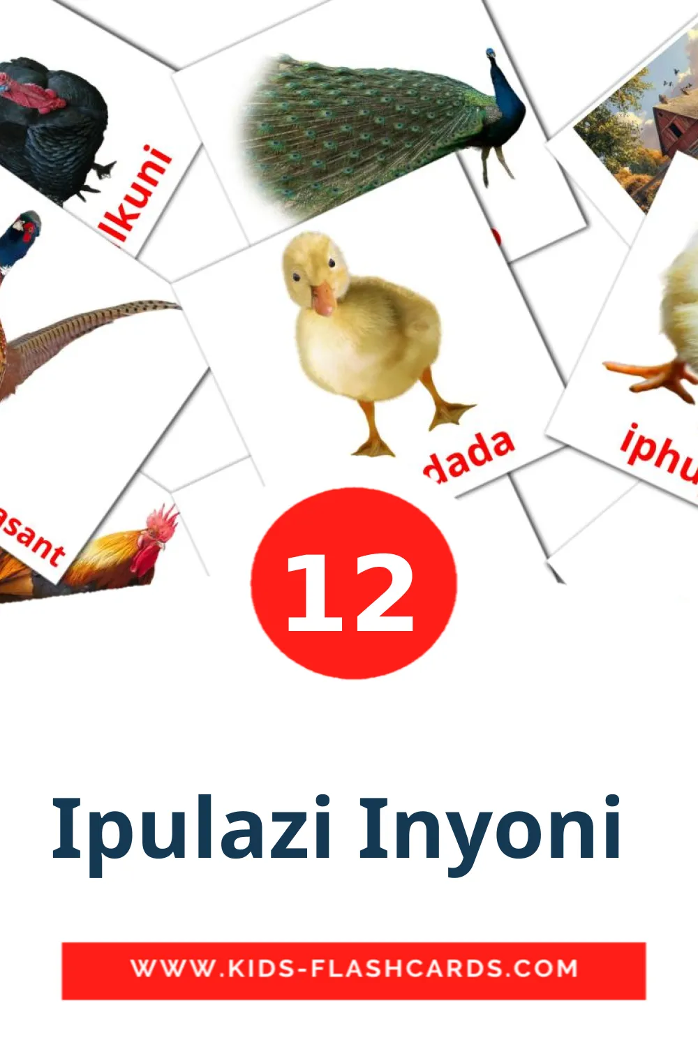 12 Ipulazi Inyoni  Picture Cards for Kindergarden in zulu