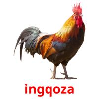 ingqoza picture flashcards