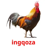 ingqoza picture flashcards