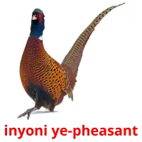 inyoni ye-pheasant picture flashcards