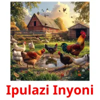 Ipulazi Inyoni picture flashcards