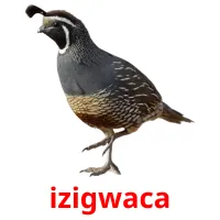 izigwaca picture flashcards