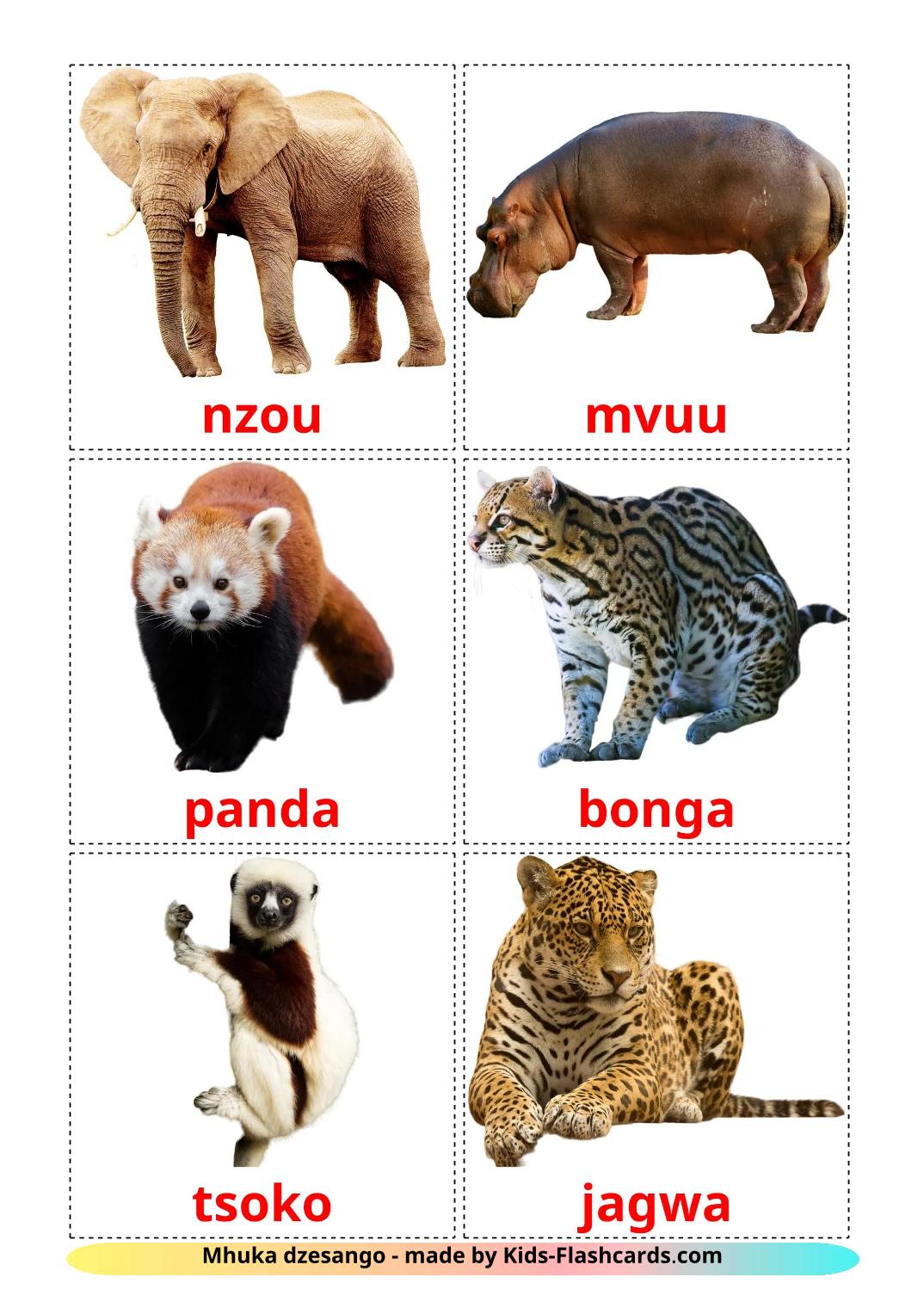 Jungle animals - 22 Free Printable zulu Flashcards 