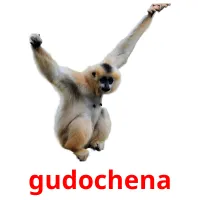 gudochena picture flashcards