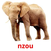 nzou picture flashcards