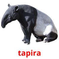 tapira picture flashcards