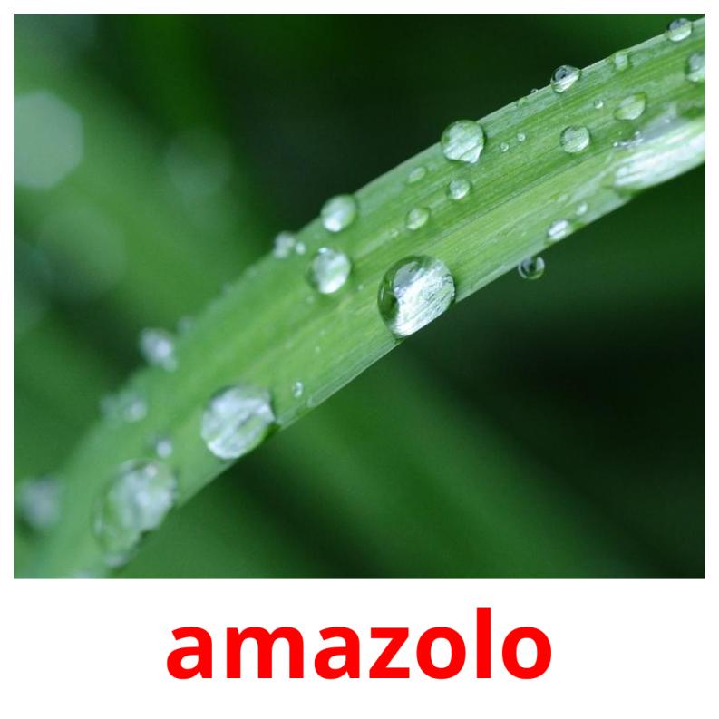 amazolo picture flashcards