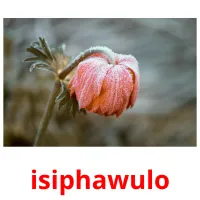 isiphawulo picture flashcards